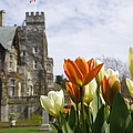 Castle Tulips