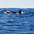Orca